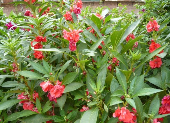 凤仙花