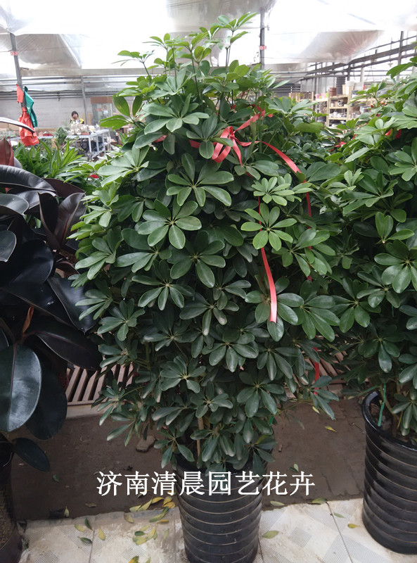 小叶发财
