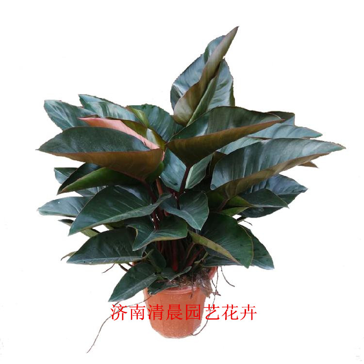 红钻-室内花卉 - 济南花卉绿植租摆租赁-园林绿化设计