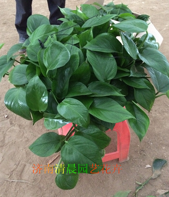 绿萝吊兰