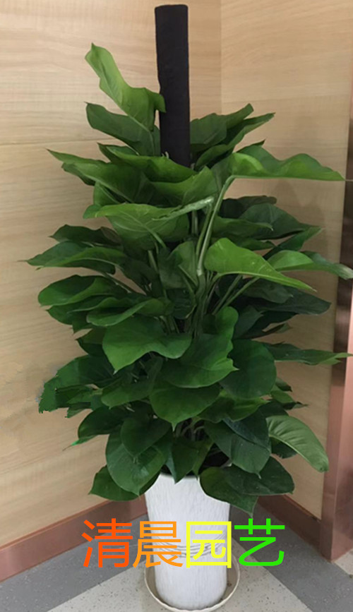 办公室绿植租摆：绿萝