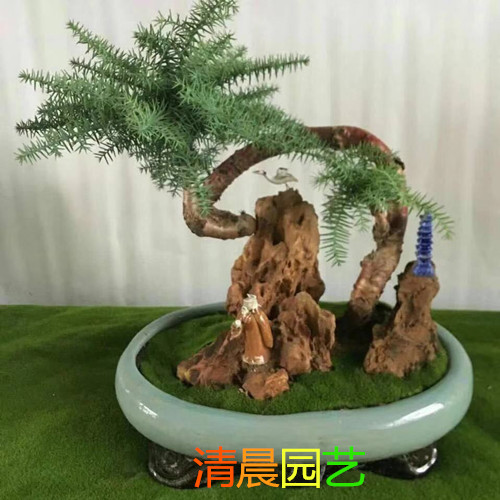 澳洲杉盆景