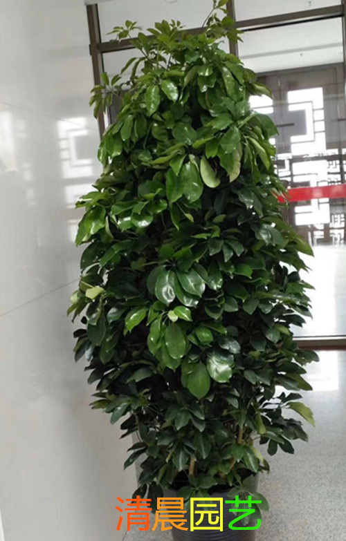 大厅绿植租摆：鹅掌木