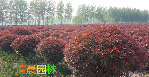 石楠球