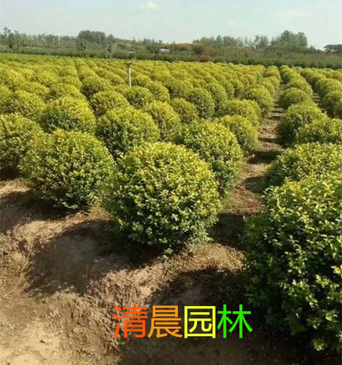 金叶女贞球