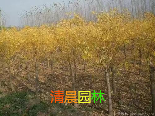 黄金槐