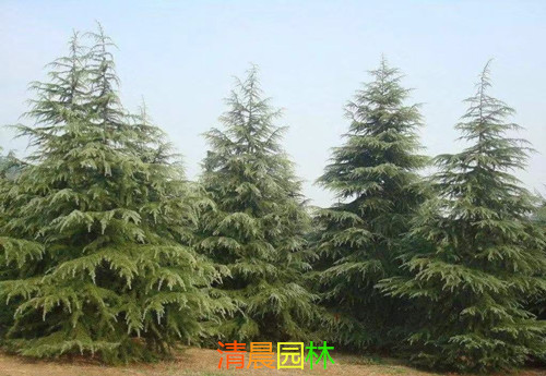 雪松