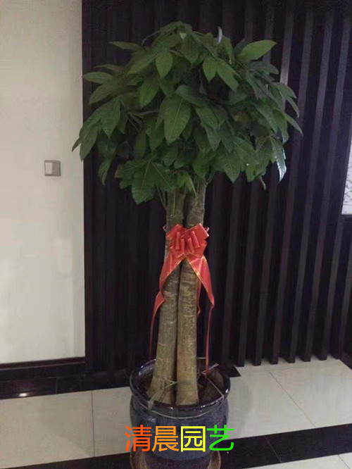 发财树
