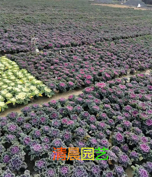 羽衣甘蓝